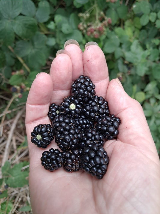 The Healing Power of Blackberries