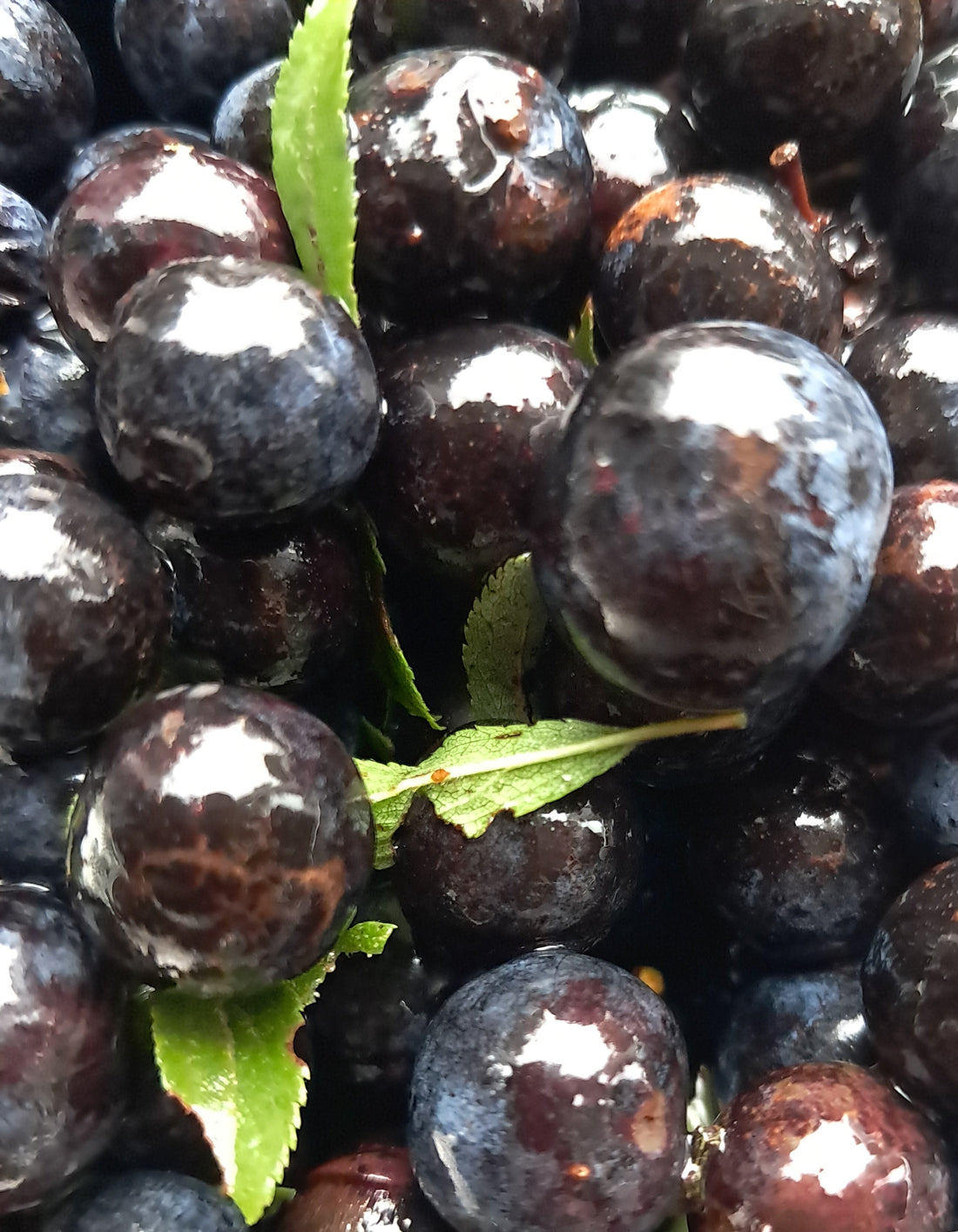 More Than Gin: Discover the Medicinal Side of Sloe Berries