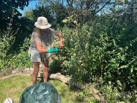 Forager cuts nettle leaves from a wild garden to make nettle tea infusion