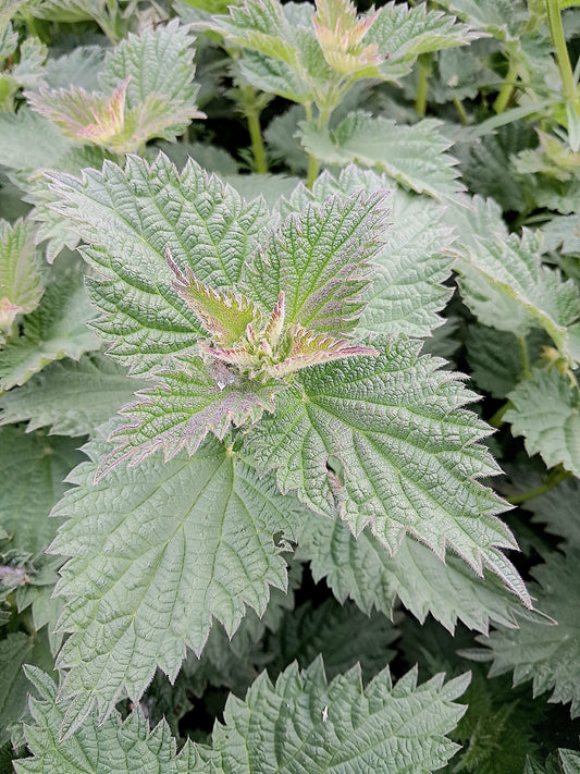 The Nettle Revolution is Here — How I Trusted my Gut Instincts