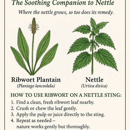 🌿 The Ribwort Plantain 🌿  Soothing Companion to Nettle's Sting 🌿