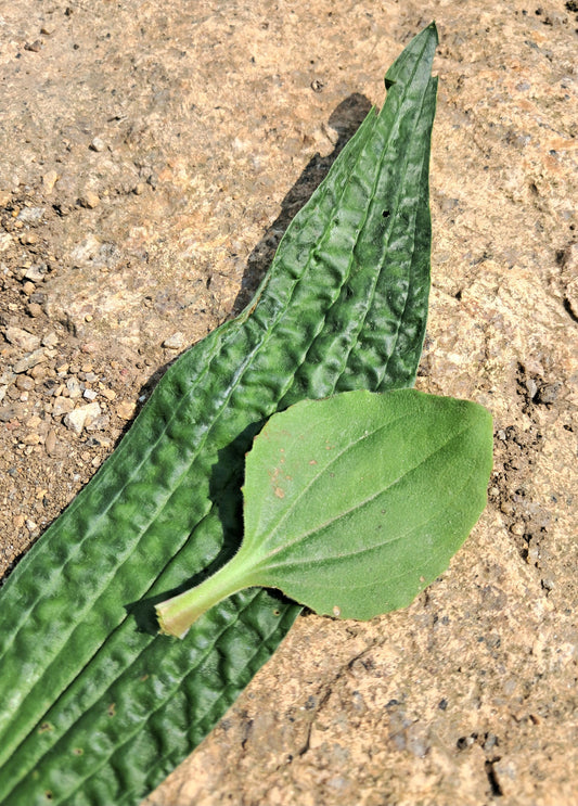 A Nasty Insect Bite in the Woods: How Ribwort Plantain and Nettles Helped Me Heal