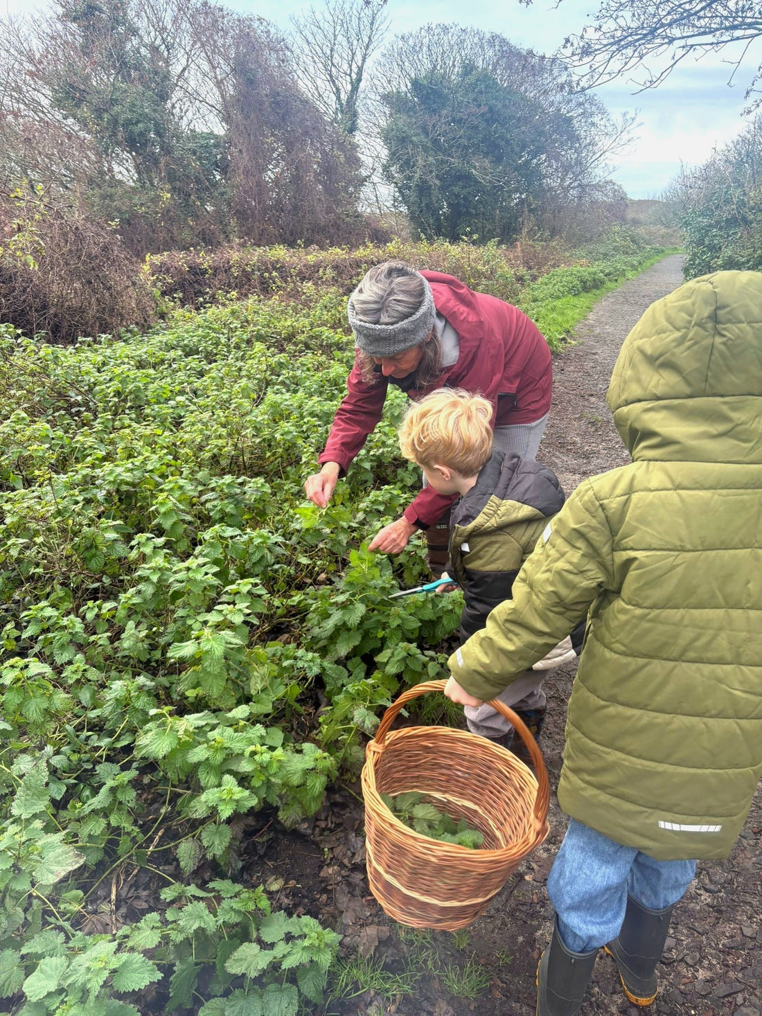 Walking the Path with My Grandsons: A Daily Ritual with Nettles