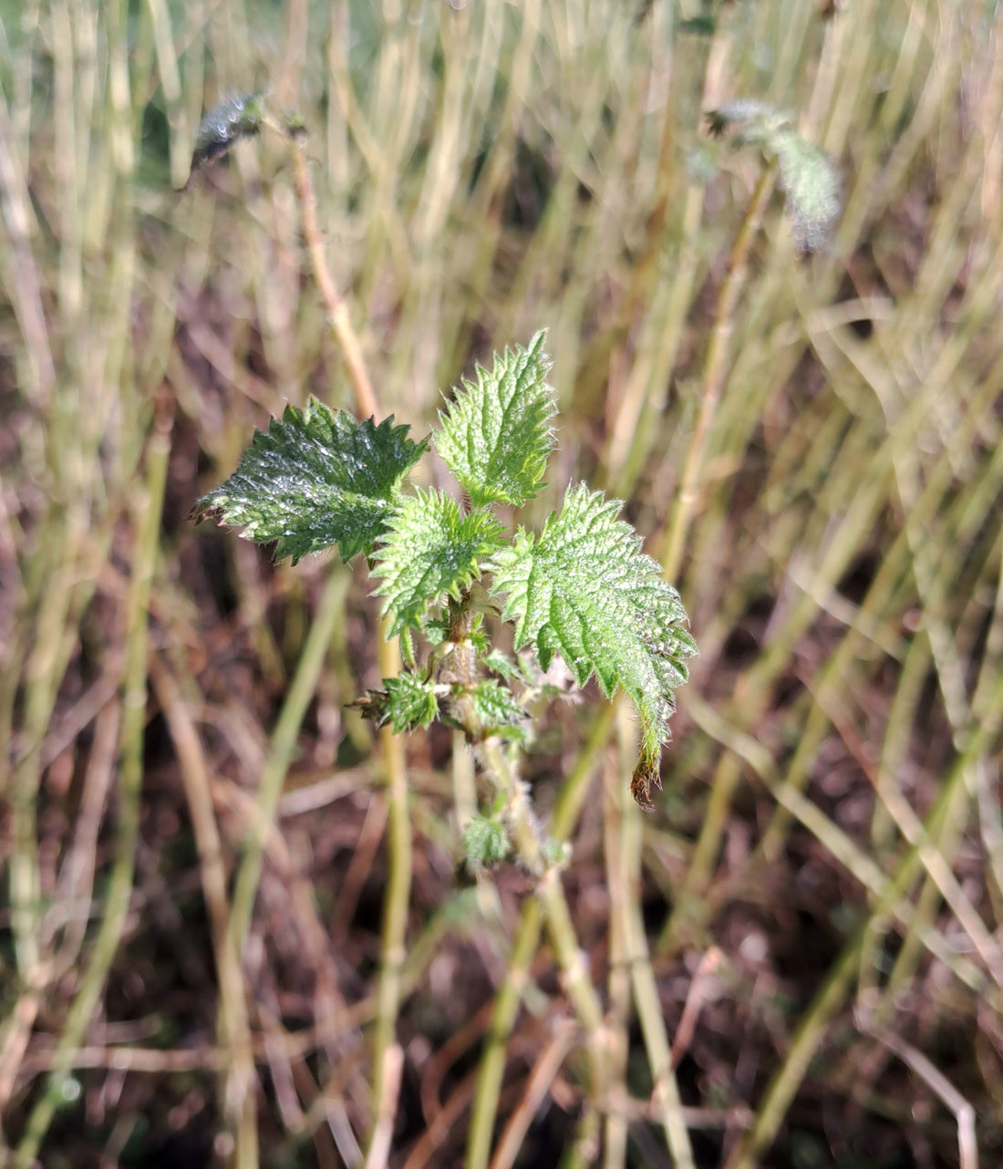 A Nettle Revolution Solstice Reflection