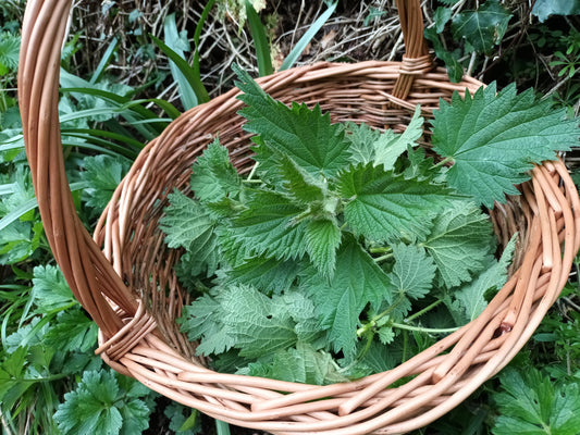 The Enduring History and Significance of the Highly Prized Nettle